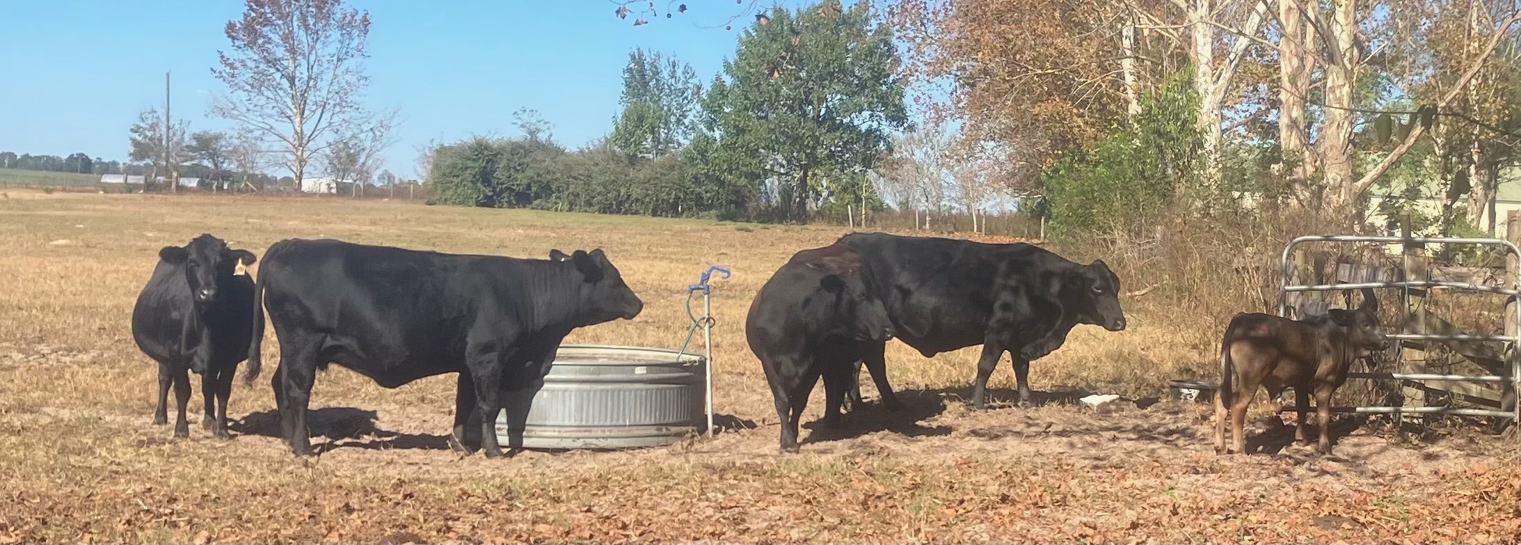 Bred heifers, Cows & Pairs for sale